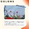 COLOME ORANGE Coloring Supplies Orange Warm