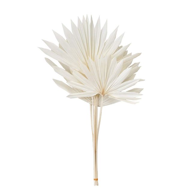 Daichi Farm DO054050-011 Dried Flower Palm Sun Leaf Off White, Approx. L 11.8 - 17.7 inches (30 - 45 cm), Pack of 5