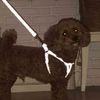 Petio Dog Drawstring Flash Soft Leash Small Black