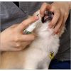 riba-zyu natyurarumausuuxossyu Dog dentarukea
