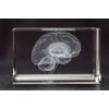 Brain 3D Laser 1lb Crystal with Brain Sticky Notepad, Anatomy, Neurology, Mind