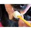Ti U Corporation Wancatch One-Catch Toothbrush for Pets, Small Size (For Ultra Small Dogs and Cats), Total Length 6.2 inches (152 mm)
