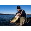 BOOYAH Flash Point Jerkbait - GP Sexy Shad - Deep