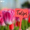 Elixir Gardens ® Red Plant T-Labels | 15cm / 6" | 100