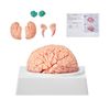 VEVOR Human Brain Model Anatomy Teaching Brain Model 9-Part Labeled Life Size