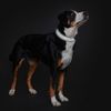 HUNTER Divo Reflect S Collar Black/Grey