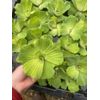 (15) Water Lettuce Koi Pond Floating Plants Rid Algae Shade 2-4” Grows 10”+