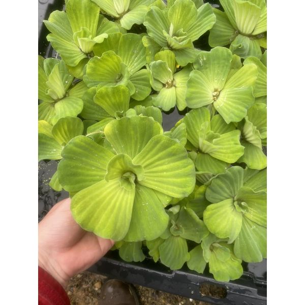 (15) Water Lettuce Koi Pond Floating Plants Rid Algae Shade 2-4” Grows 10”+