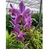 Aranda Blue Giant Orchid Comes in a 4" Pot