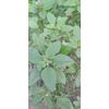 USA 6000+  Organic Amaranth Seeds Red Stripe Leaf