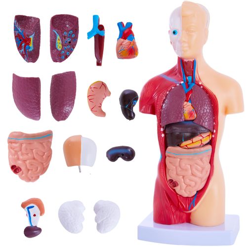 Ruiishunyy Human Body Model for Anatomy Study - 15 PCS Removable 11 inch Human Torso Anatomy Model with Internal Organs - Assembly Anatomy Torsol Model for Students, Teachers