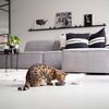 District 70 Bamboo Cat Bowl, Dark Grey