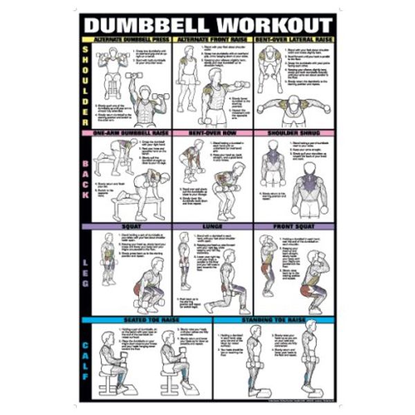 Dumbbell Workout Ii 61cm X 91.4cm Laminated Chart (Shoulder, Back, Leg, & Calf)