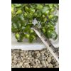 (16) Water Hyacinth Koi Pond Floating Plants Rid Algae Medium- Small 2-4” Filter