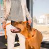 ROGZ Half Chain Collar, XL, Orange (Genuine Import)