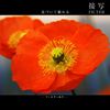 Marumi 77mm DHG Macro X3 Filter