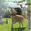 Dr. Trainer T1s Dog Shock/Bark Smart Training Collar with Remote IPX7