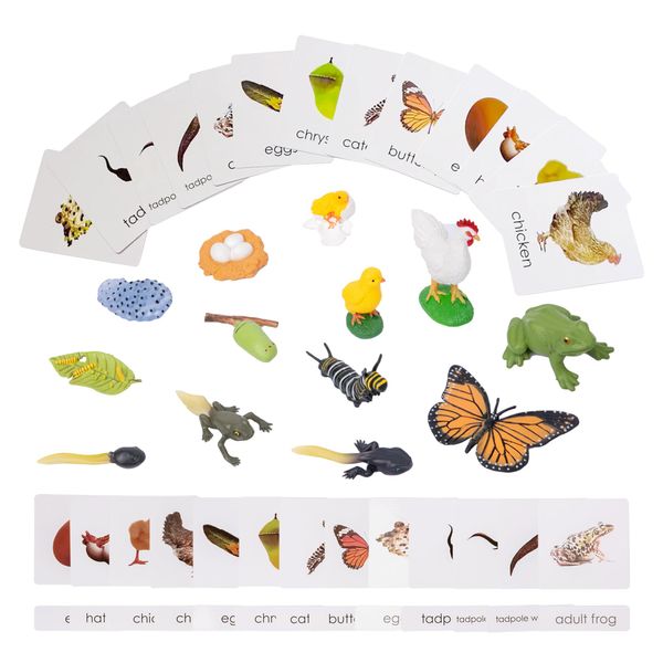 Montessori Life Cycle Kit Toys-13 Pieces Kids Plastic Animal Figurines Matching Cards Set for Butterfly Kit,Chicken,Tadpole to Frog Kit-I,Preschool Learning Science Life Cycle Toys for Kids Age 3 4 5+