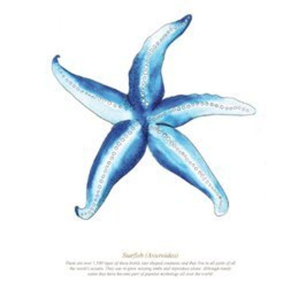 SeaKisses Starfish A4 SeaLife Print Unframed
