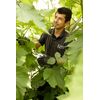 Spear & Jackson Kew Gardens Ratchet Anvil Secateurs