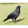 Primos Hunting Crow Call, Authentic Turkey Hunting Crow Game Call for Decoying