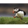 British Birds - Puffin - Quality Mouse Mat 24 x 19 cm