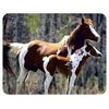 Paint Horse Coasters