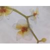 2 Cards Papyrus High Quality Beautiful Orchid Flowers Blank Inside