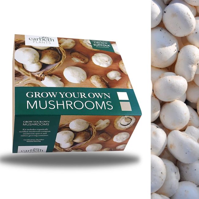 Carbeth Plants Mushroom Growing Kit - Grow Your Own White Button Suffolk Mushrooms - Perfect For Beginners - Educational Grow Our Kits With The Little Ones