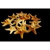 5 Small Starfish SeaShells