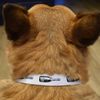 Small ' Sparkling Wine Bottle' Dog Collar (PR00061151)