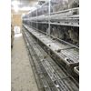 210+  KINGsBROWN XL. JUMBO brown coturnix quail hatching eggs,