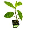 Longevity Spinach Live Plant - Gynura procumbens - Wellspring Gardens Nutrient-Rich Live Vegetable Plants - Vibrant & Healthy Plants, Easy to Grow & Maintain - Ideal for Outdoor & Indoor Planting