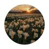 Elephant Ear Flower Field Beautiful Sunset Graphic PopSockets Adhesive PopGrip