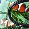 Hama Polarisations-Filter circular 67mm