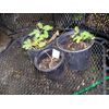 MIMOSA TREE SET OF 20 SEEDS