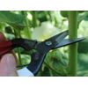 Okatsune 307 cutting scissors with short blade, suitable for harder (wood) trunks