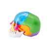 Human Skull Model Anatomical Skull Model 22 Parts 1:1 Colored Skeleton