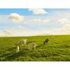 Australian Caprylac Digestible A2 100% Goat Milk Protein 400g 4 Packs