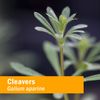 Herb Pharm Cleavers Liquid Extract - 1 Oz (DCLEAV01)