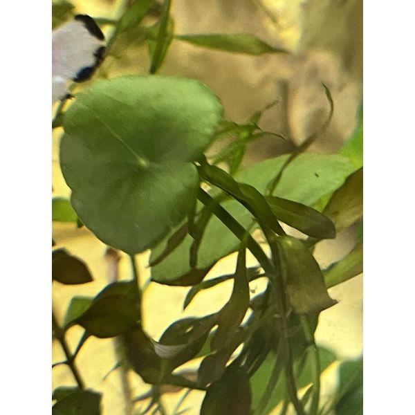 Hydrocotyle Leucocephala Pennywort Bundle Live Aquarium Plant Pet's Favourite