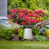 Spectracide Immunox Multi-Purpose Fungicide Spray Concentrate For Gardens 16 Ounces, Protects Up To 2 Weeks