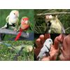 The AVIATOR Pet Bird Harness and Leash: Mini Black