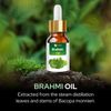 Arnica Essential Oil 30ML with Dropper by Salvia