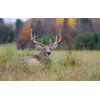 18 Lbs Food Plot Seed for Deer 10 Seed Blend Spring or Fall Planting 2.5 Acres