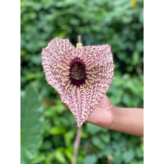 The Jamaican Duck Flower