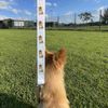 'Royal Corgi' Dog Lead/Leash (DL00011244)