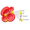 Heart Health-CHOLESTEROL RELIEF-Causes significant decrease of Cholesterol - 120