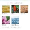 Natural Teak Color Coral