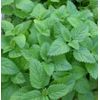 LEMON MINT * BULK  1000   SEEDS* MEDICINAL * HEALTHFUL *